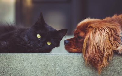 Top Tips for Making Your Move Go Smoothly for Your Pets